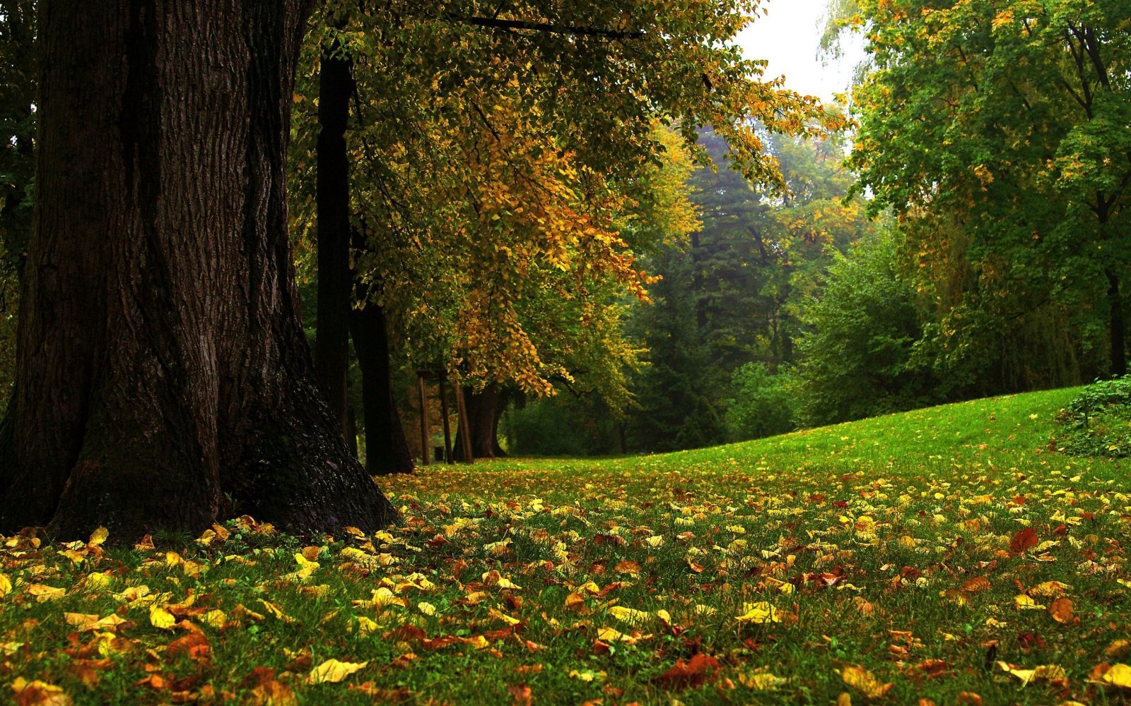 bg-bosque-guardian_5