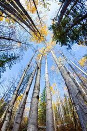 bosque-4_10
