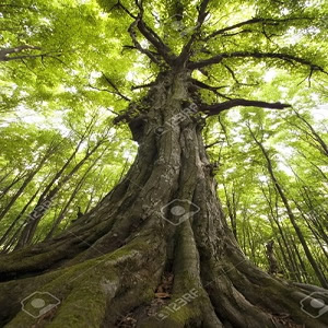 bosque-1_500