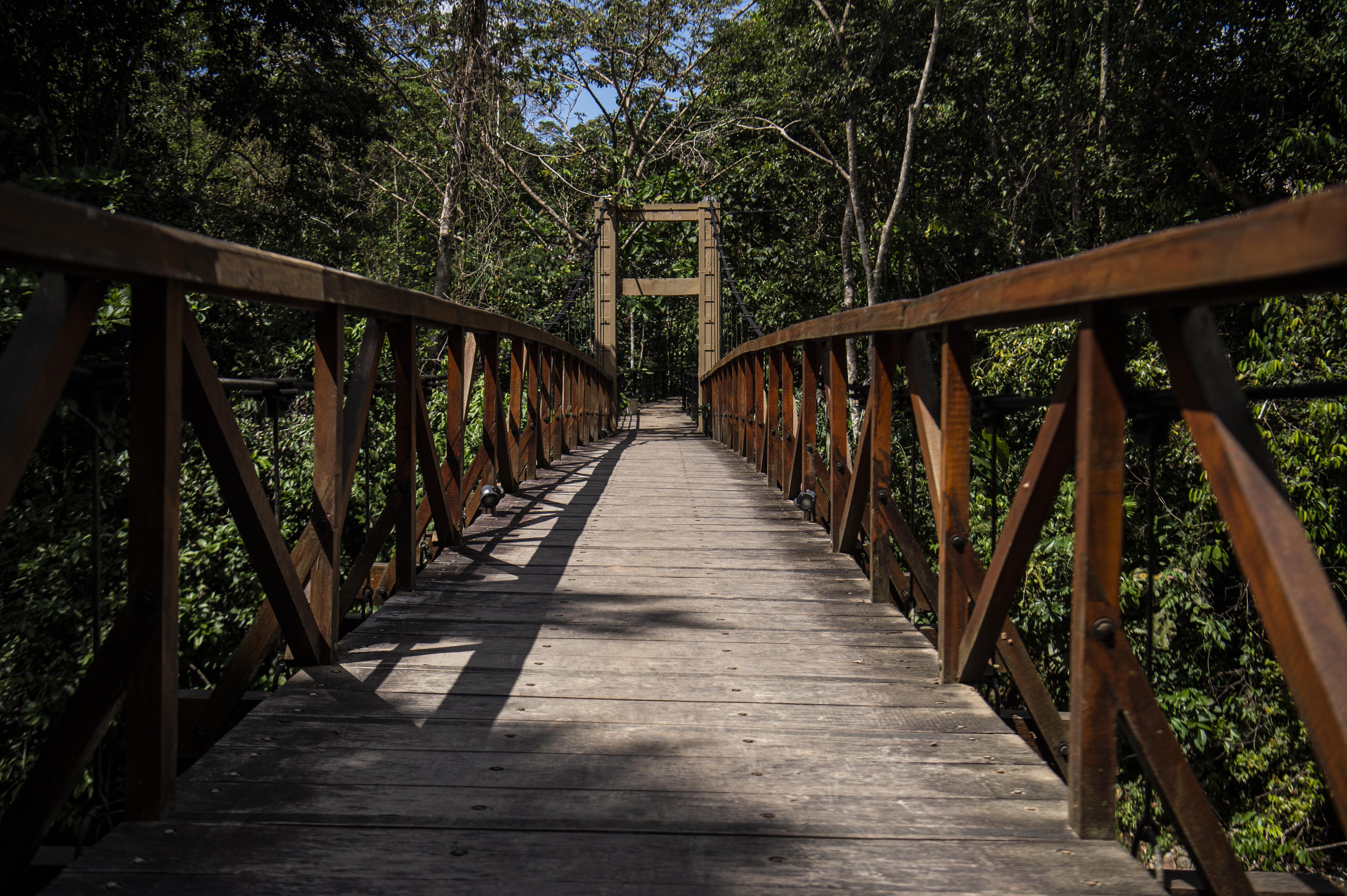 bg-bosque-guardian_6